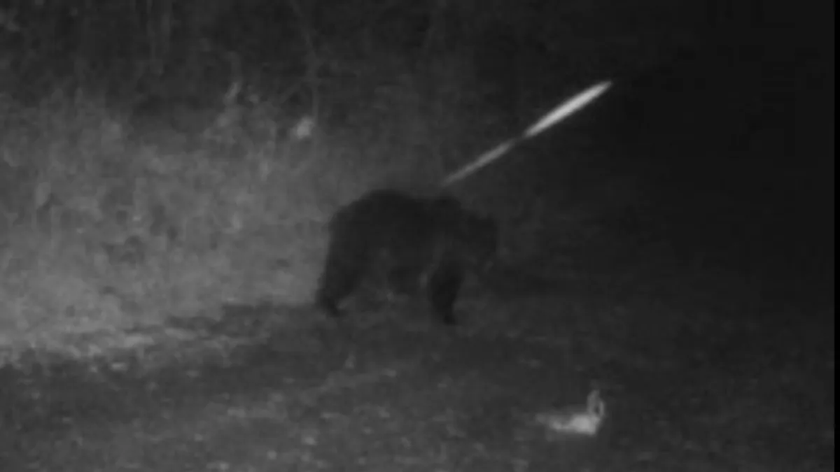 Erdei kamera rögzítette a Bükkben kóborló medvét - videó