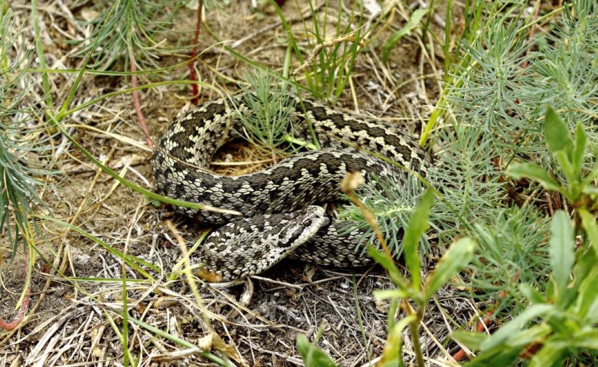 Rákosi vipera 