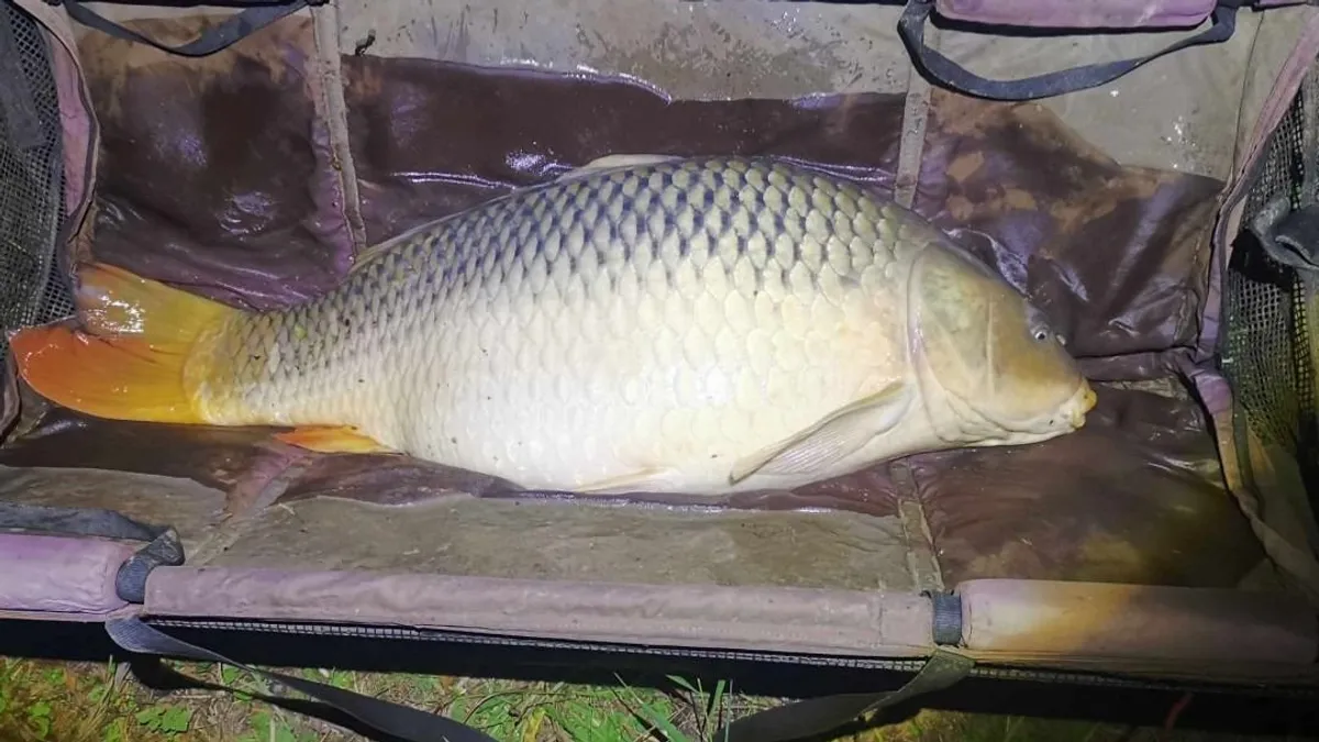 Hatalmas pontyot fogtak Békés vármegyében