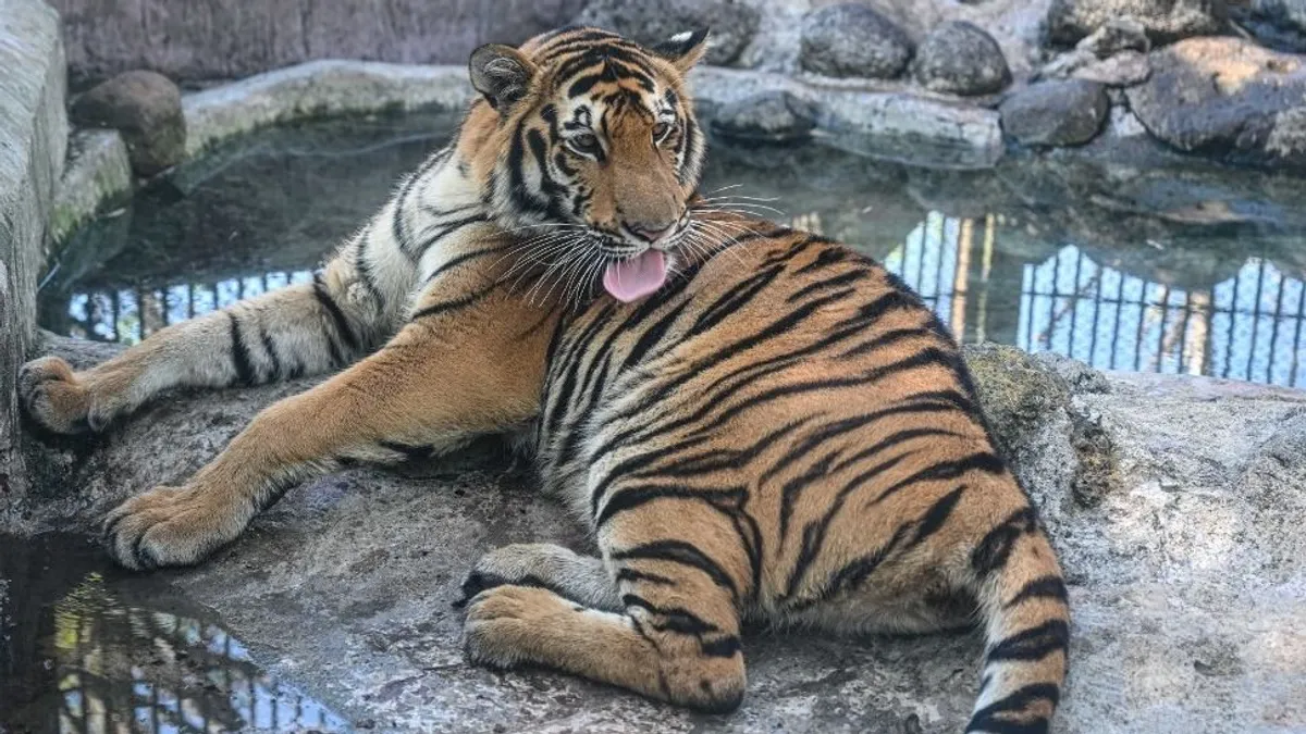 Emberekre támadt egy tigris Kínában - videó