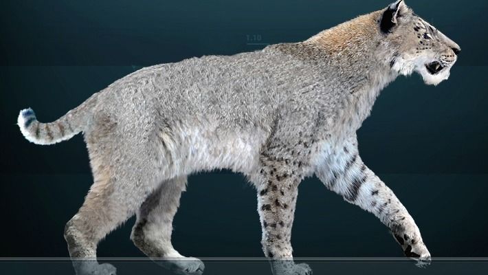 Homotherium nemzetségbeli kardfogú tigris tudományos rekonstrukciója. A szibériai permafrosztban az ehhez a nemzetséghez tartozó kardfogú macskaféle múmiáját találták meg