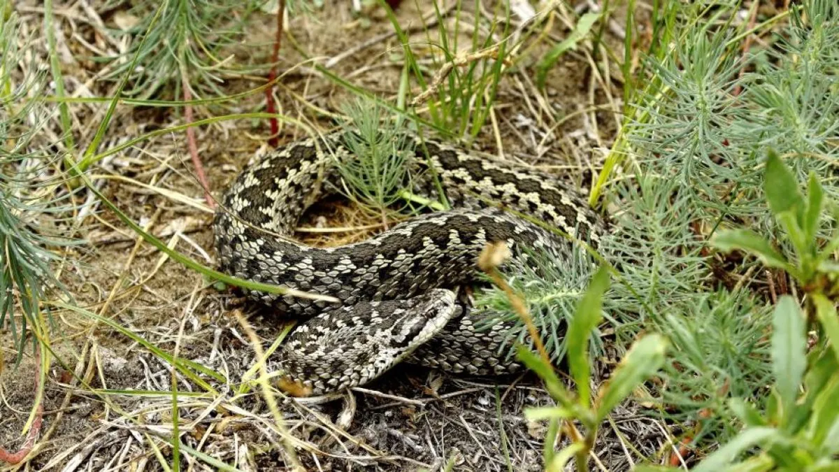 A rákosi vipera teljes genomja