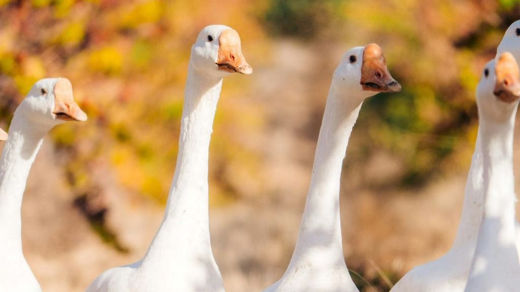 A Márton-napi hagyományok korábbra nyúlnak vissza, az ünnep eredetileg Szent-Márton tiszteletére jött létre.