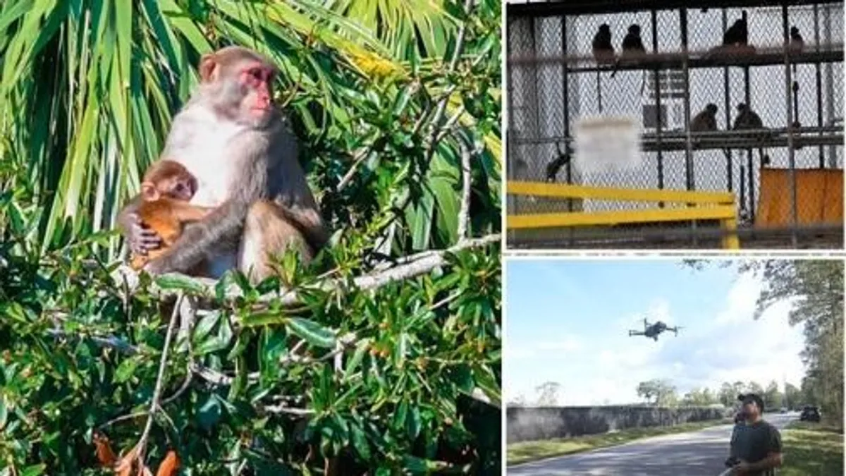 25 majmot sikerült befogni az amerikai kísérleti laboratóriumból megszökött majmok közül