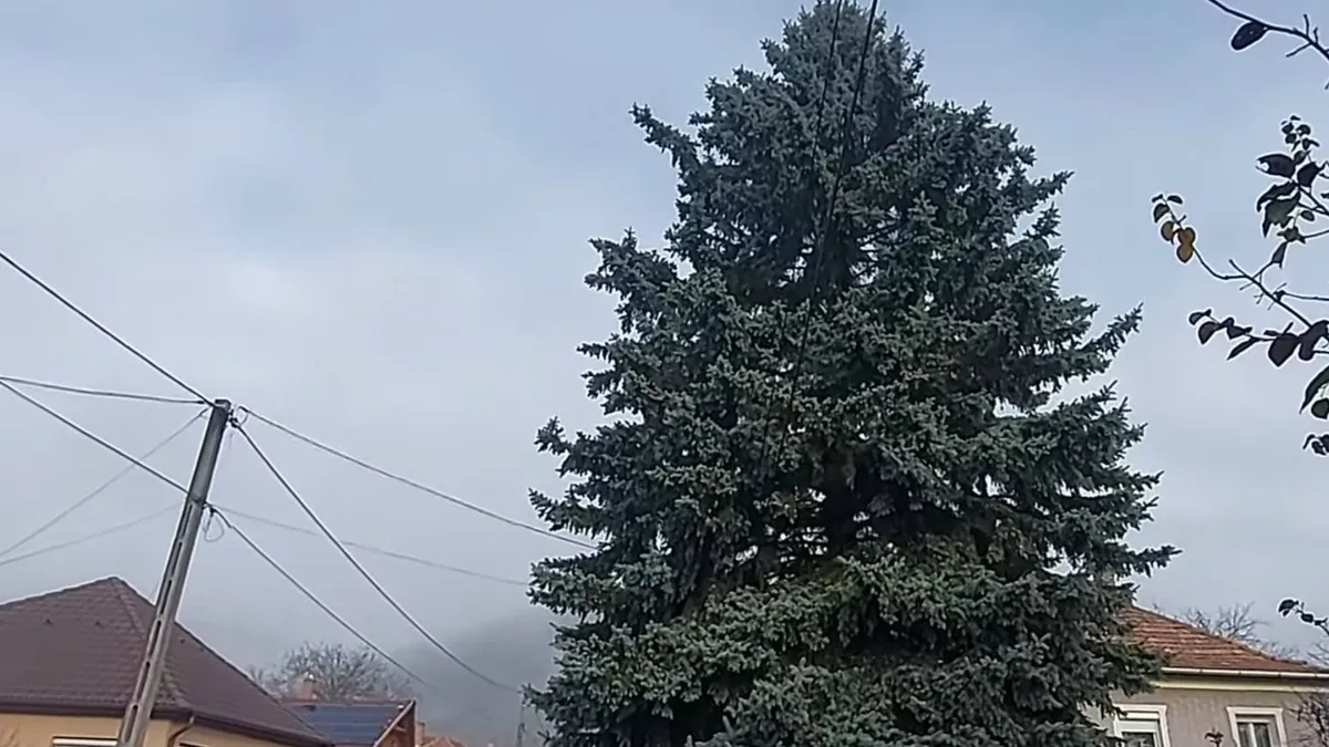 Kiderült, hogy honnan érkezik Budapestre az ország karácsonyfája - videó