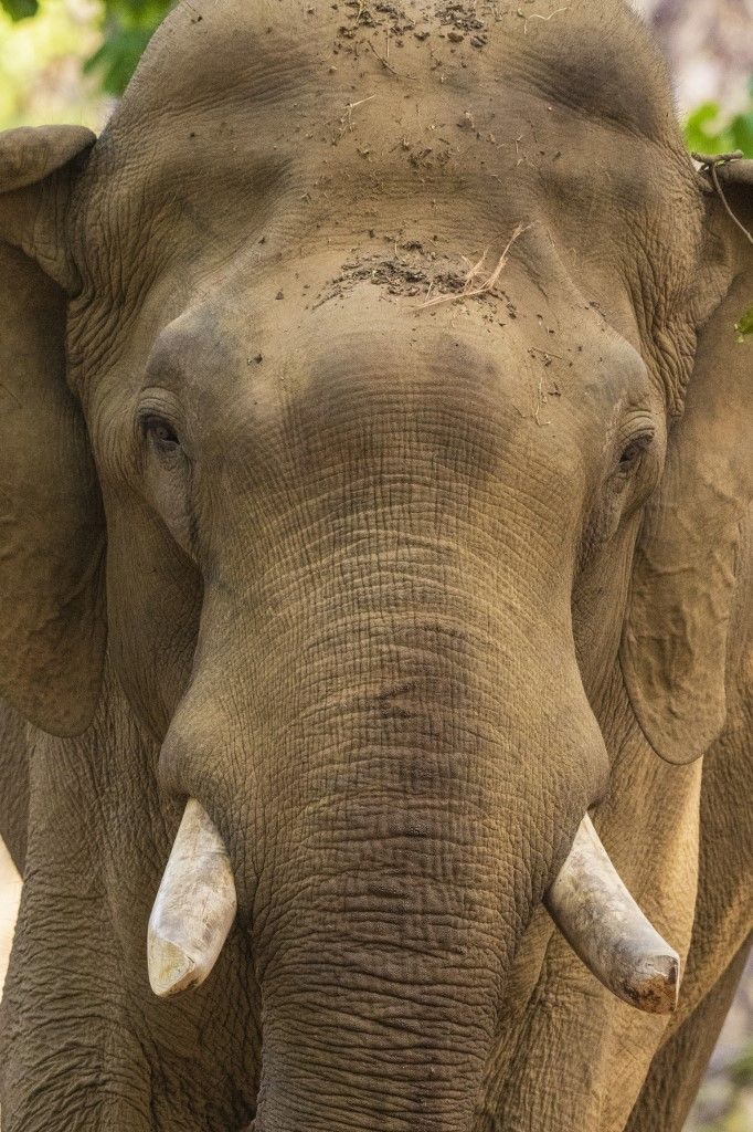 Indian Elephant (Elephas maximus), Bandhavgarh National Park, India.