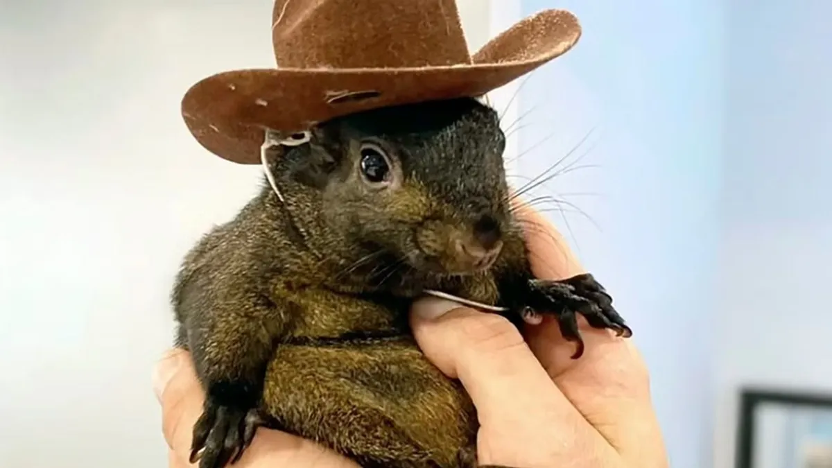 Elaltatták a világ leghíresebb influenszer mókusát