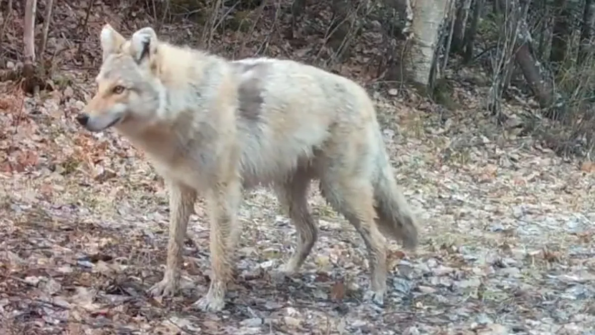 Rejtélyes hibrid vadállat tűnt fel Minnesotában - videó