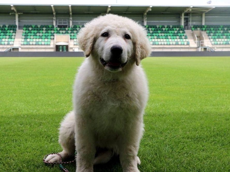 Paksi FC, Hunor, kabalaállat, kuvasz