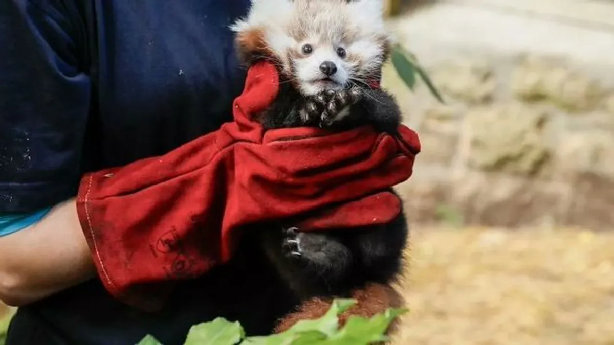 Tűzijáték miatt halt meg egy ritka vörös panda