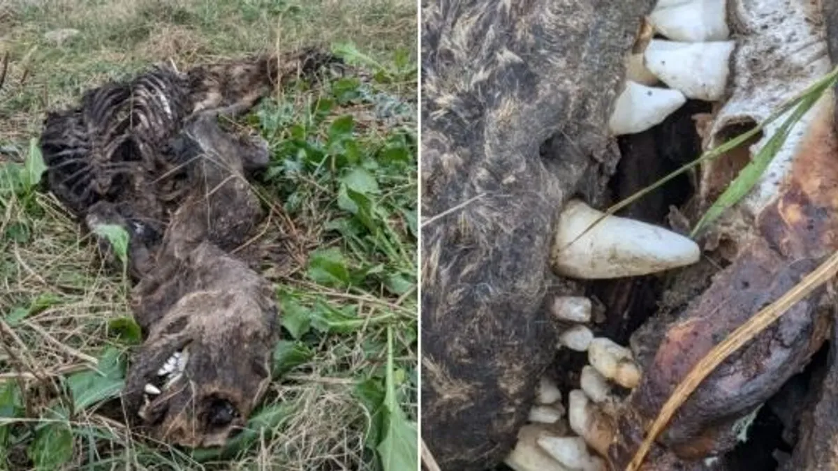 Bizarr sellőlényt találtak az Egyesült Királyságban