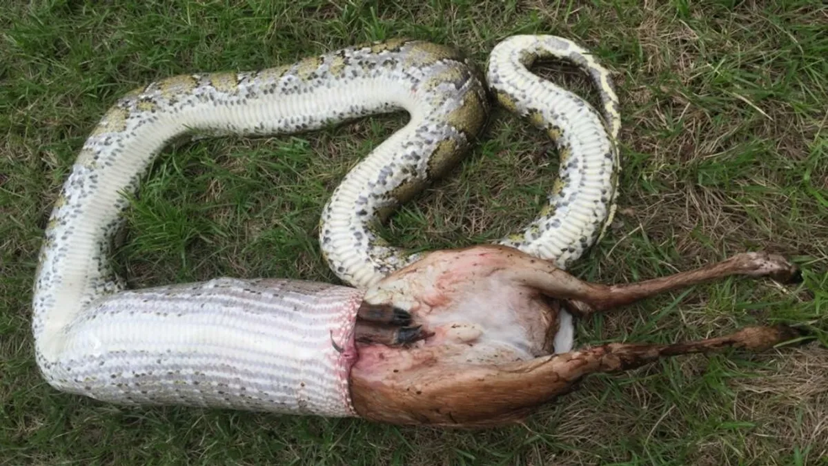 Akár egy ember feje is beférne egy piton szájába