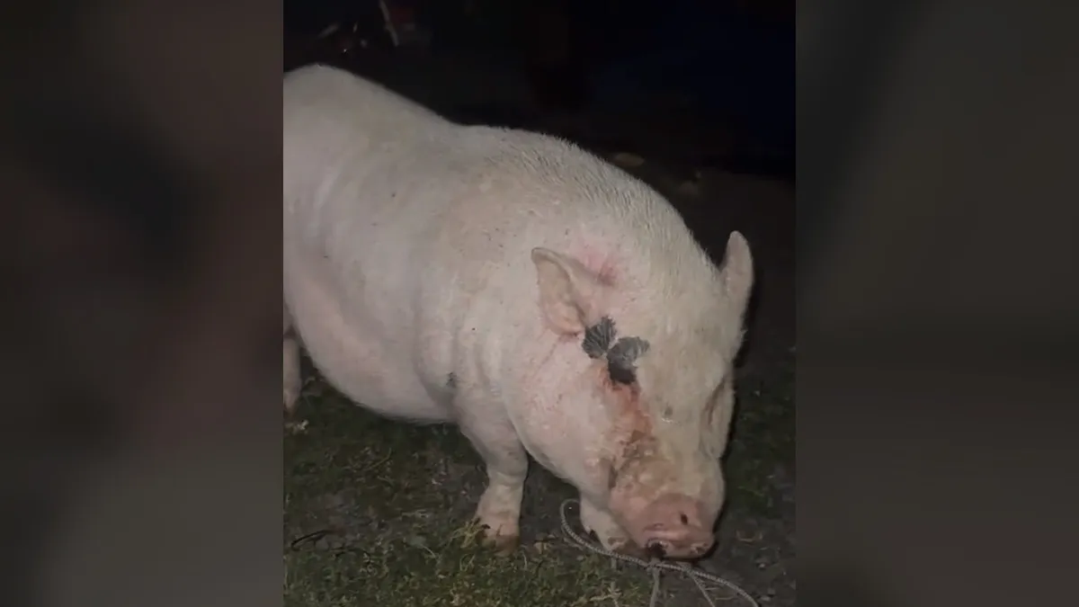 A hír nem kacsa,tényleg részeg volt a disznó