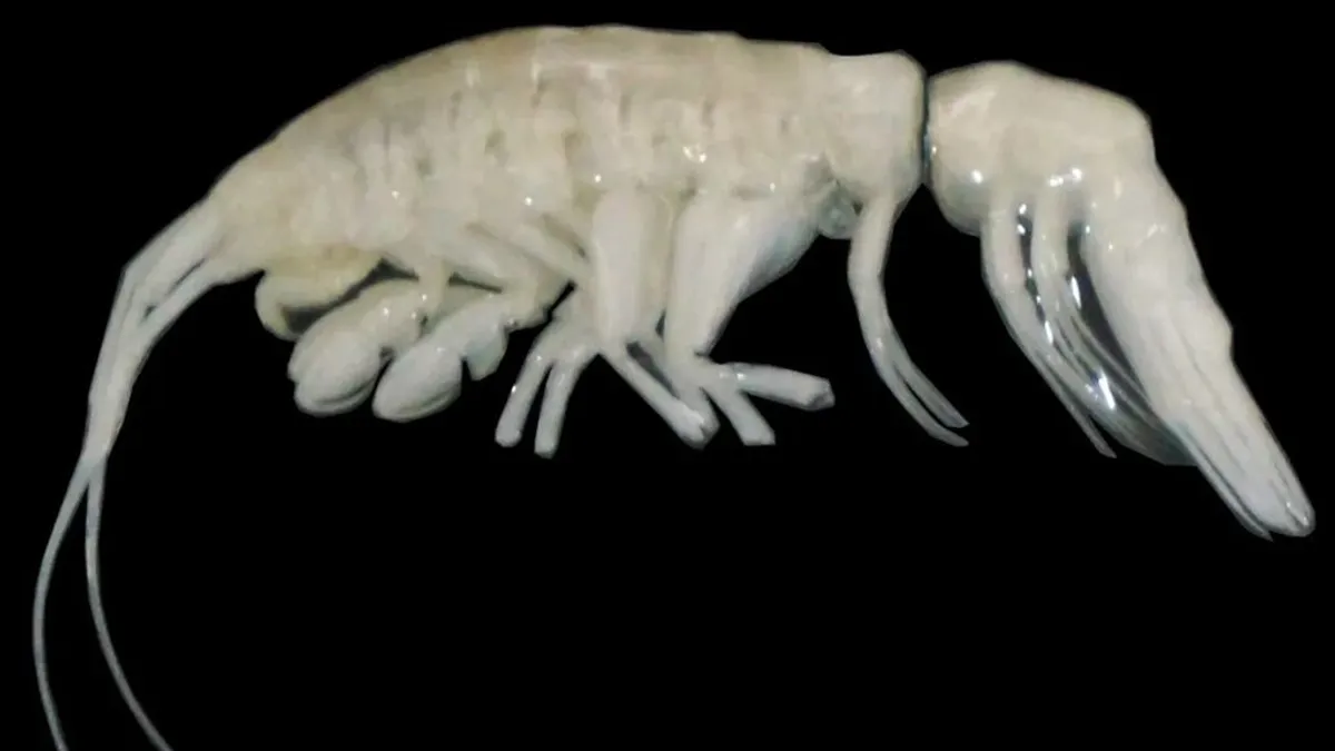 Az Atacama-árok mélyén egy különös lényt találtak