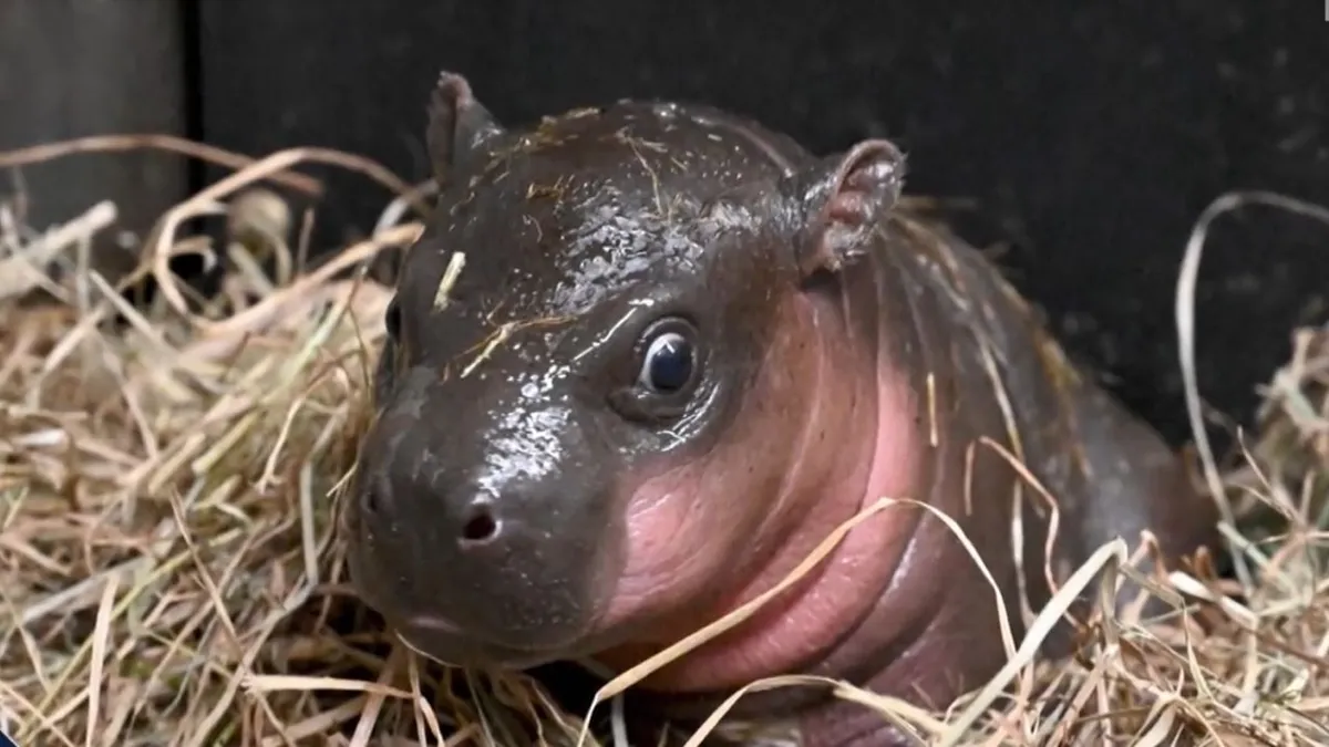 Egy picike víziló az állatkert új sztárja - videó