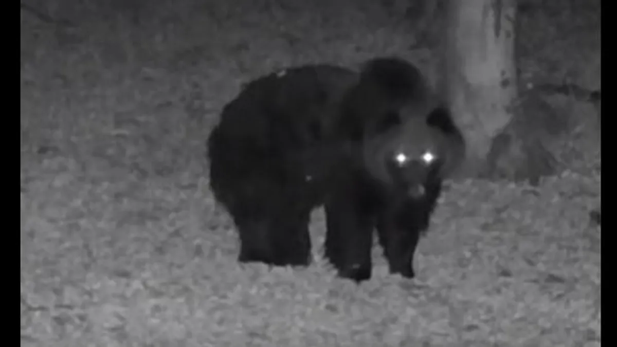 Újra sikerült lefilmezni egy medvét a Bükkben - videó