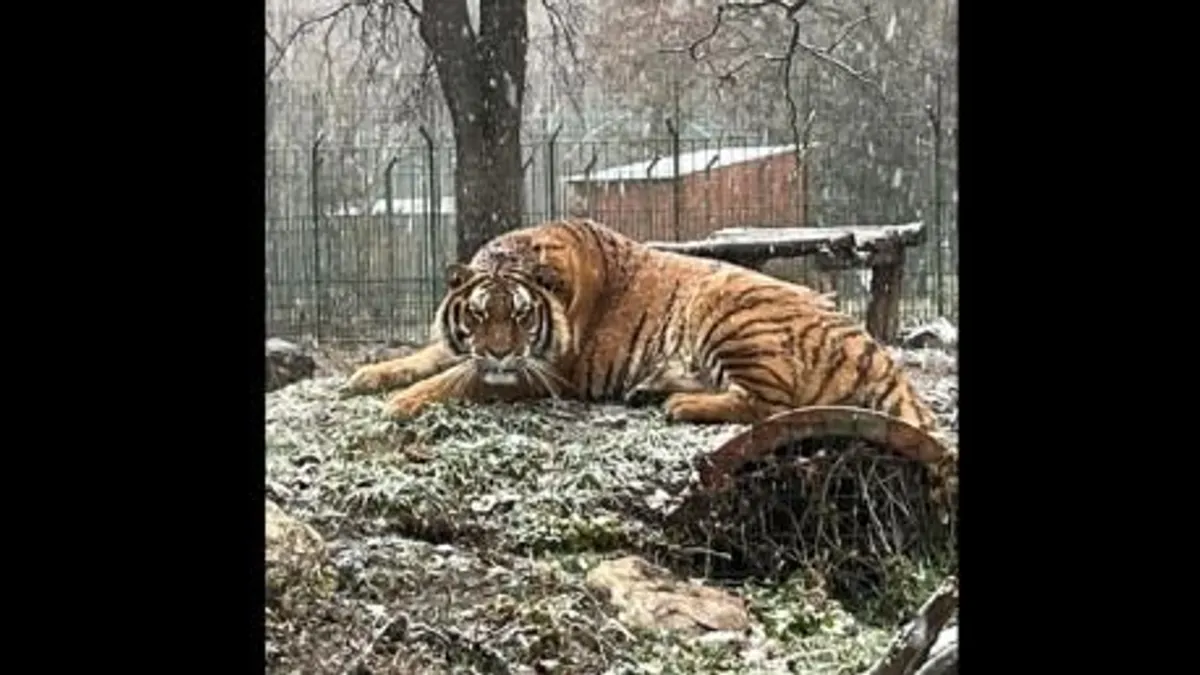 Tigris tépett szét egy gondozót egy romániai állatkertben