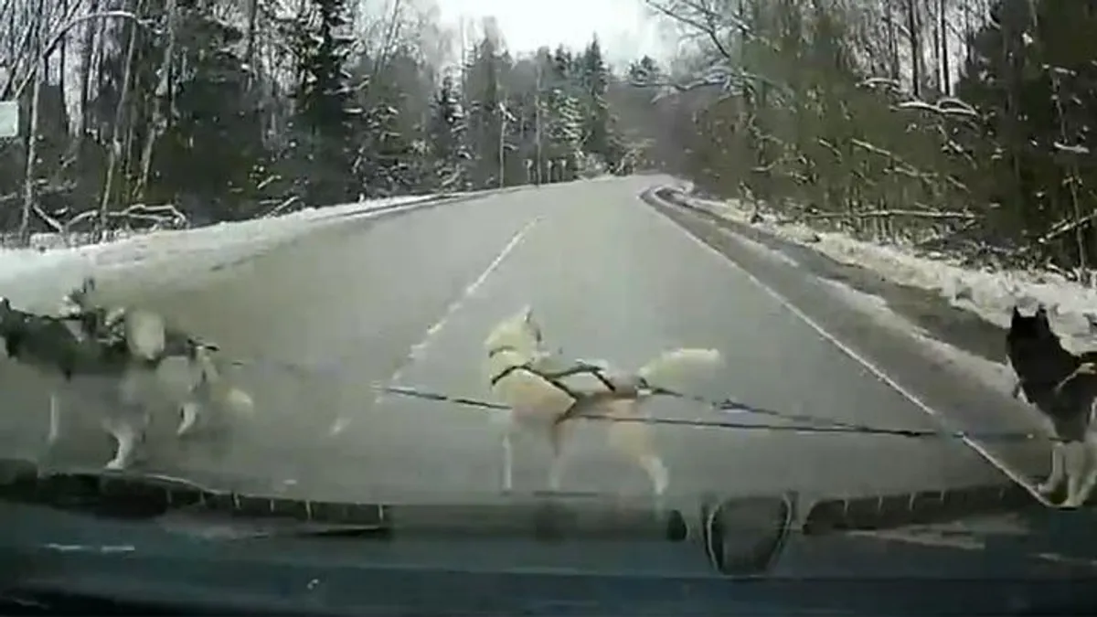 Kitalálta, hogy a kutyáival húzatja át a lerobbant gépet az úton, óriásit mentett a kamerás - videó