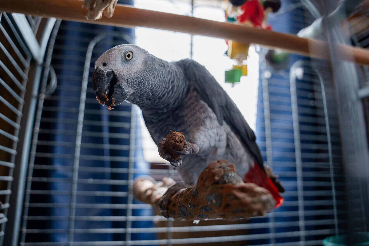 Meet the rowdy pub parrot - who shouts his favourite word 'w*****' at the bar