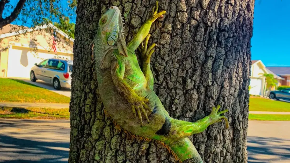 Az iguánák fáról való hullása gyakorivá vált Floridában.