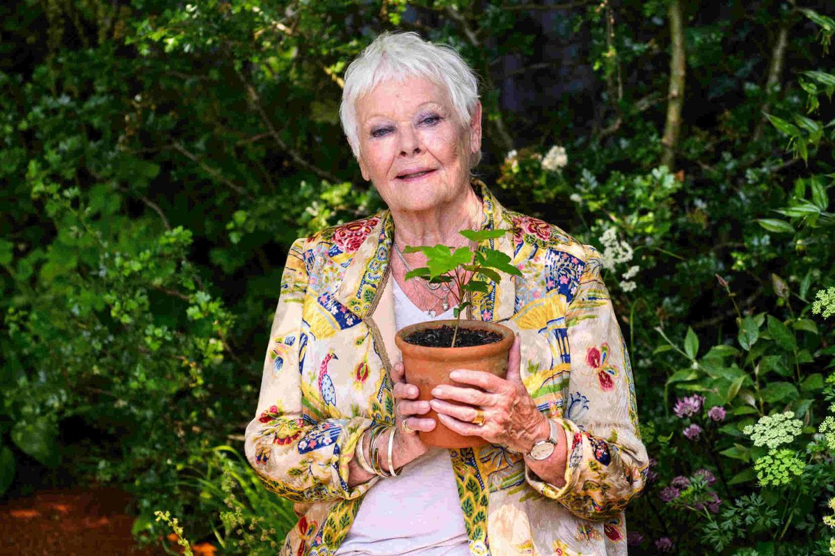 RHS Chelsea Flower Show 2024 Judi Dench