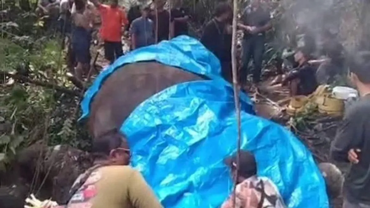 Holtan találtak egy állatkerti elefántot Balin, elsodorta egy folyó - videó