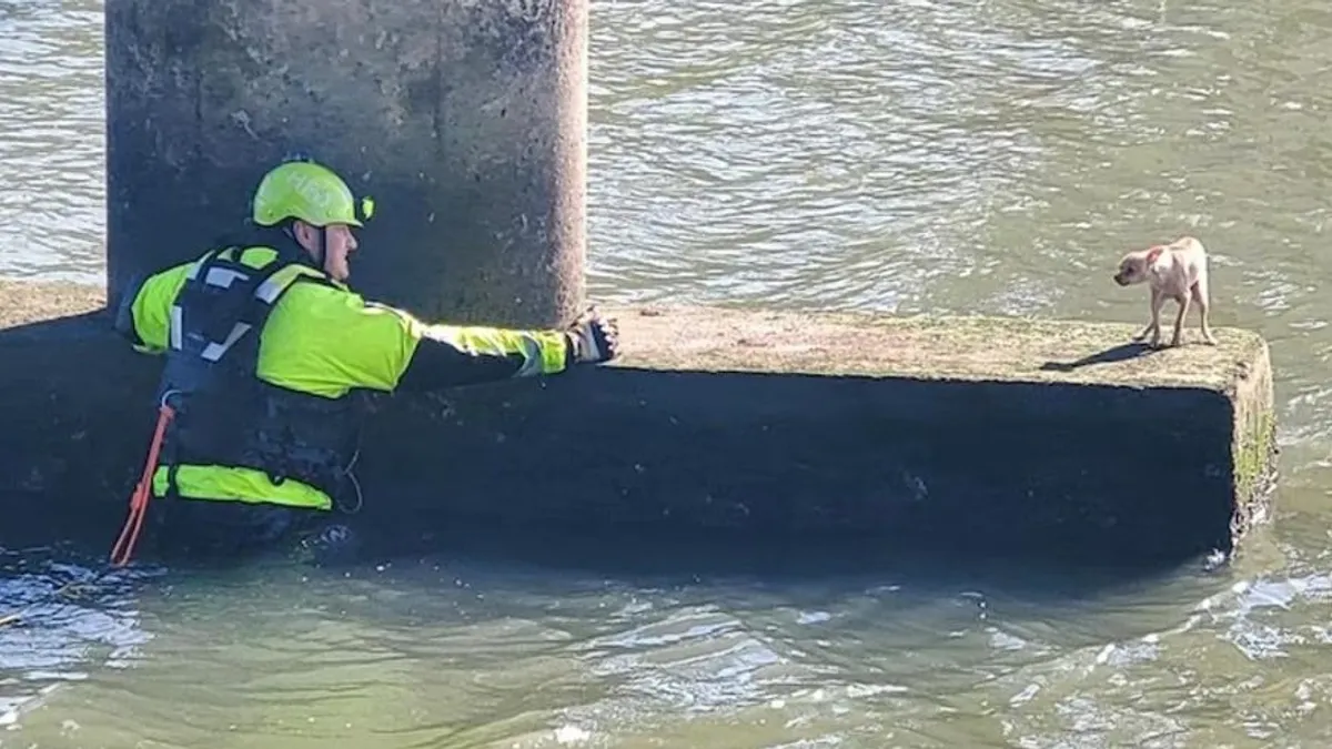 Tűzoltók mentettek ki egy kiskutyát a houstoni híd alól