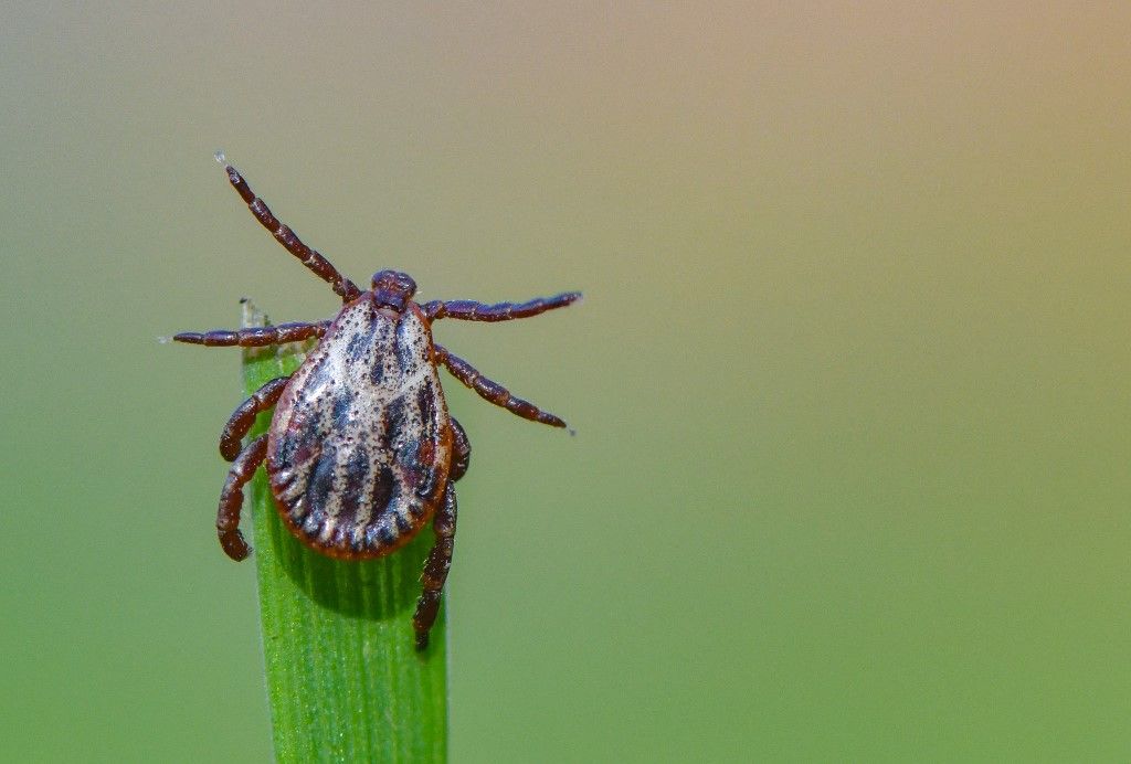A Lyme-kór kullancscsípéssel terjed