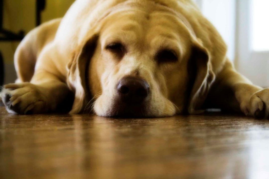 A labradorok nagyon szeretnek enni és hajlamosak elhízni, ami komoly egészségügyi kockázatot jelent. Az ok a pro-opiomelanocortin (POMC) gént mutációja.