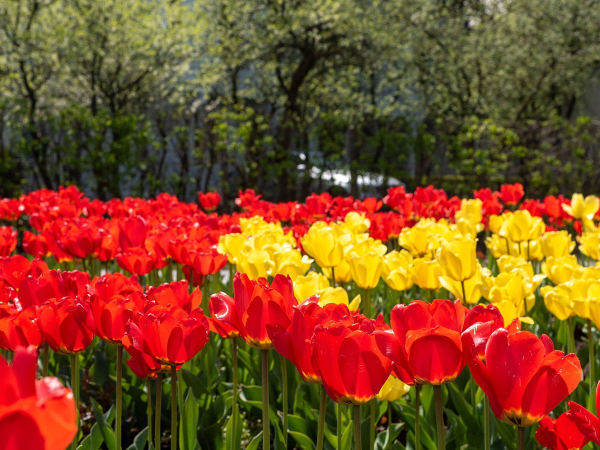 tulipán, virág, virágzás, tavasz, május, erdély 