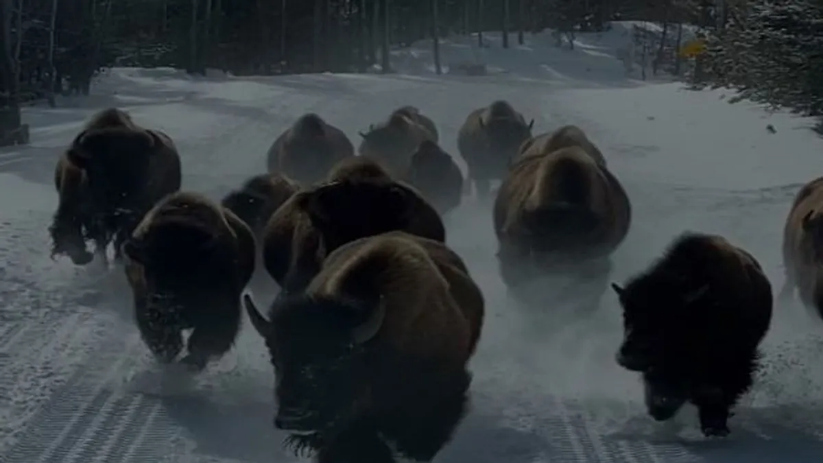 Turistákkal teli buszra támadt egy bölénycsorda Yellowstone-ban