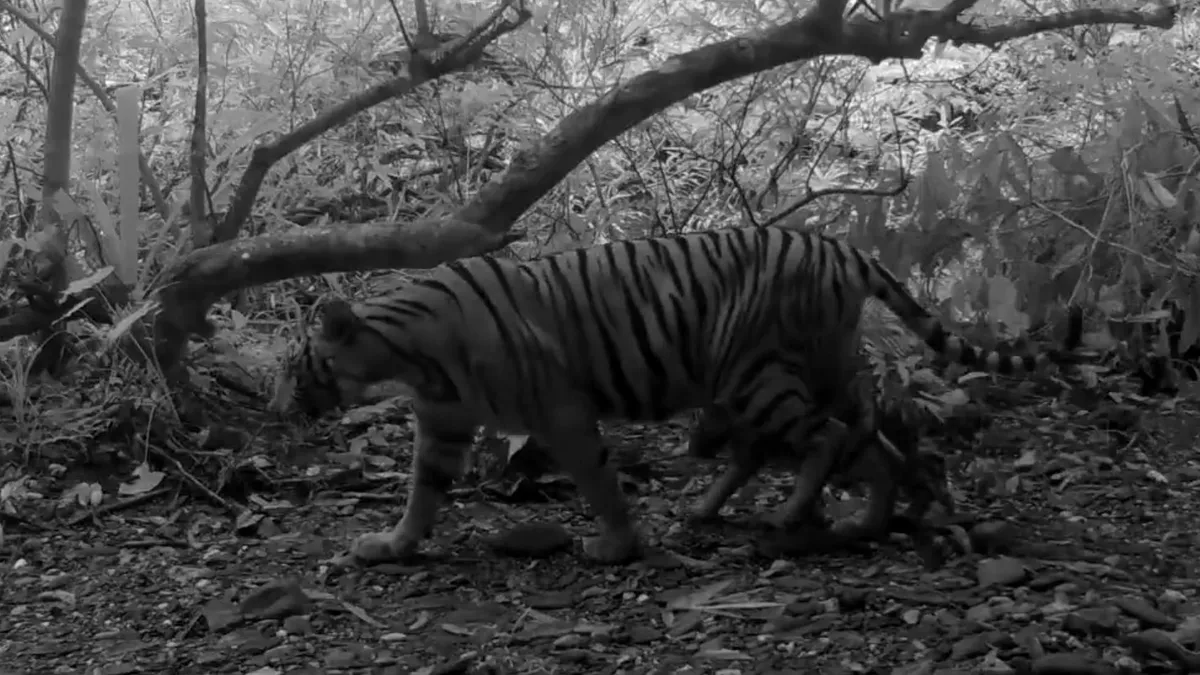 Kölykeit nevelő bengáli tigrist videóztak le egy thaiföldi nemzeti parkban - videó