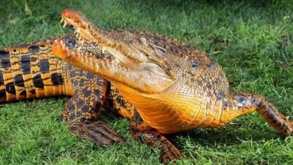 Krokodil: barlangban él és denevért eszik