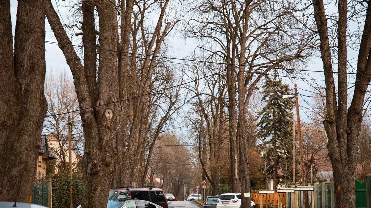 Felháborodtak a lakók! Karácsonyék száz éves gesztenyefákat vágatnának ki