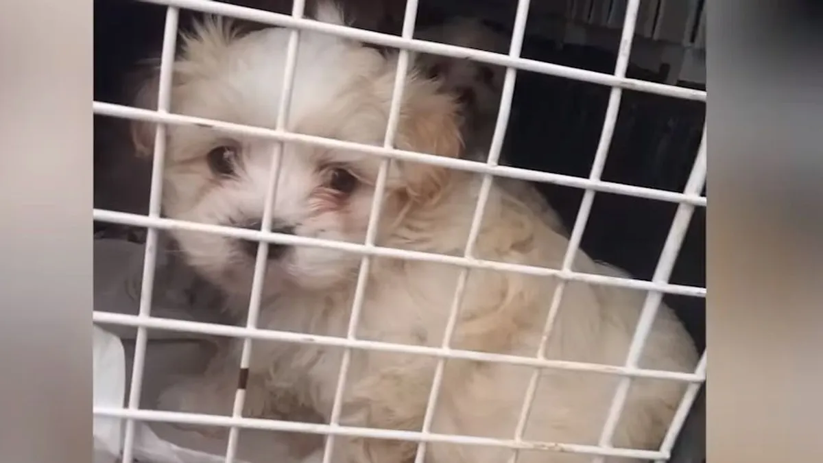 Dobozba zsúfolt kölyökkutyákat találtak egy kisbuszban az M7-esen - videó