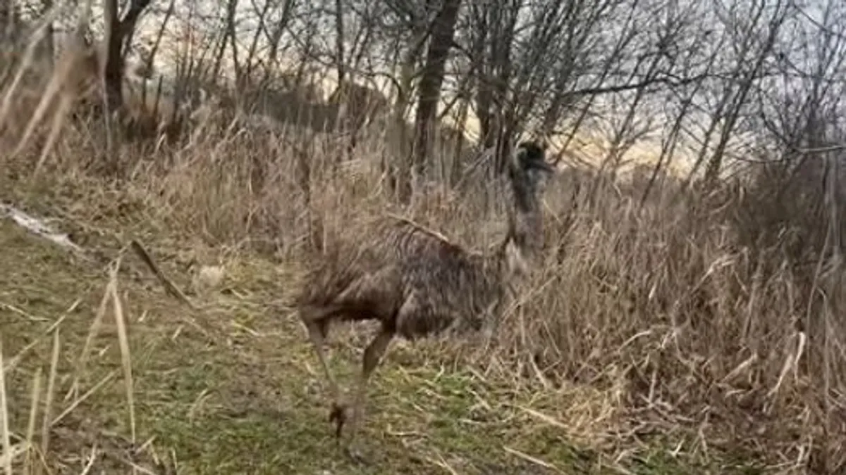 Egy emu kóborol az utcákon Újszegeden