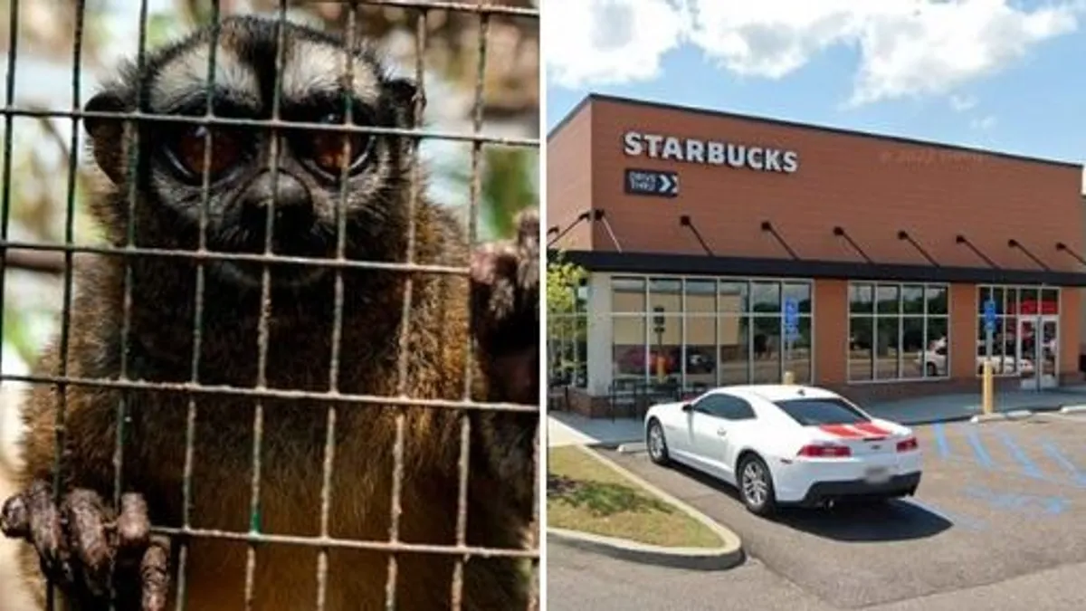 Összeharapdált egy Starbucks-os eladót egy majom
