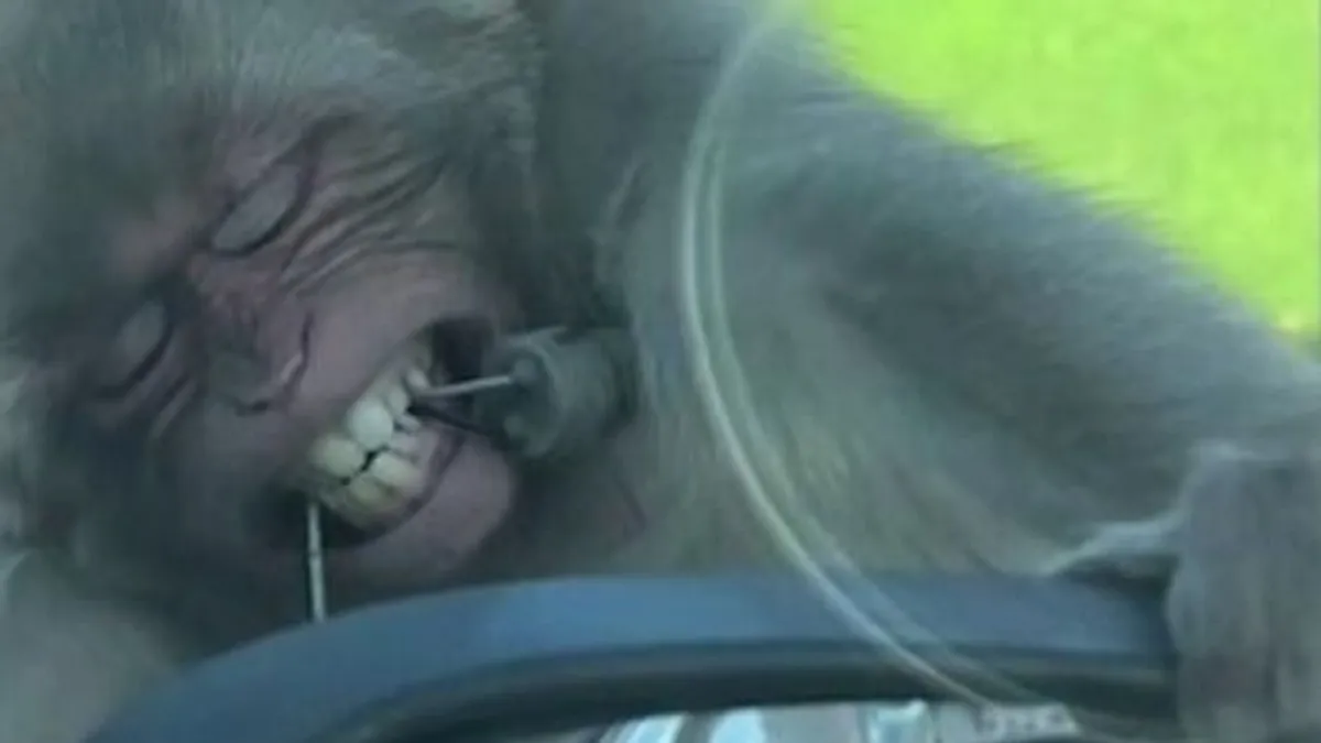 Visszapillantót rágott le egy majom egy angliai szafariparkban - videó