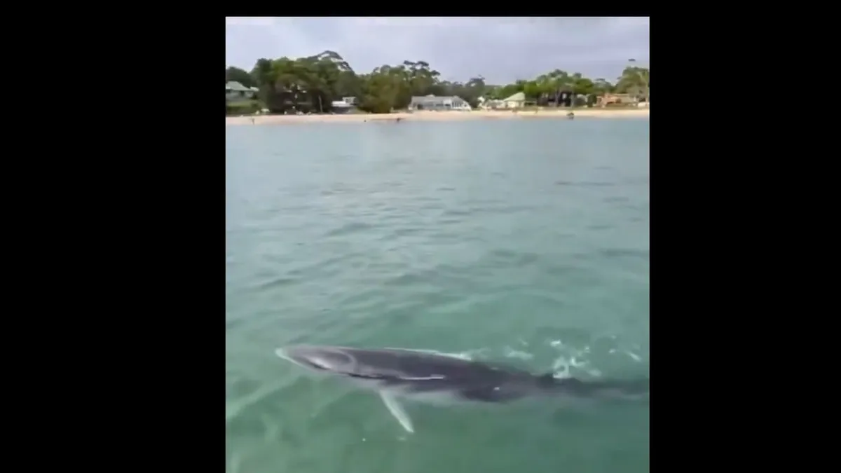 Ritka bálnaészlelés történt Sydney partjainál - videó