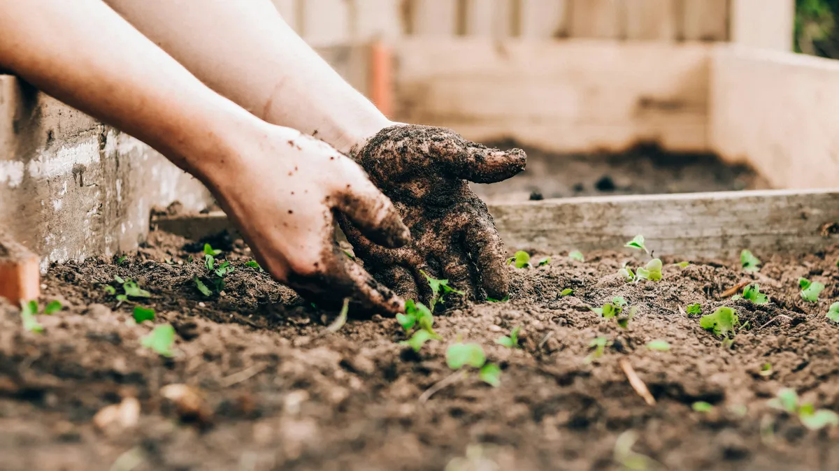 Egyre több irodában termesztenek zöldségeket, a minifarm az új trend