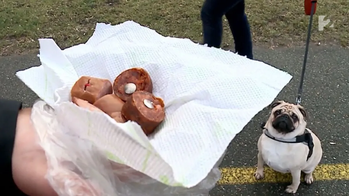 Szöges kolbászokat szedtek össze a hódmezővásárhelyi kutyások egy parkban - videó