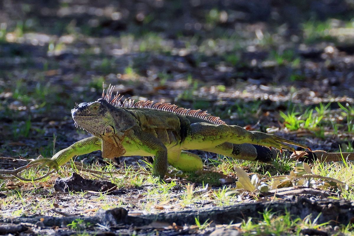 iguana,leguán,Florida