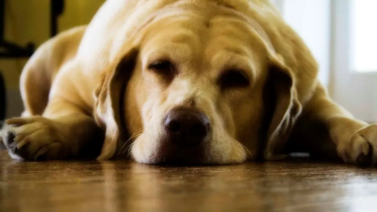 Ezért éhesek mindig a labradorok