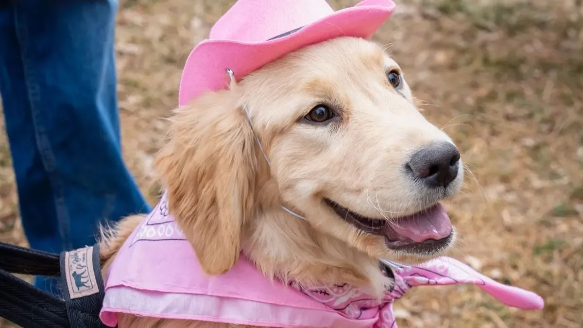 Ha golden retriever fajtájú kutyája van, ide egyszer el kell jönnie