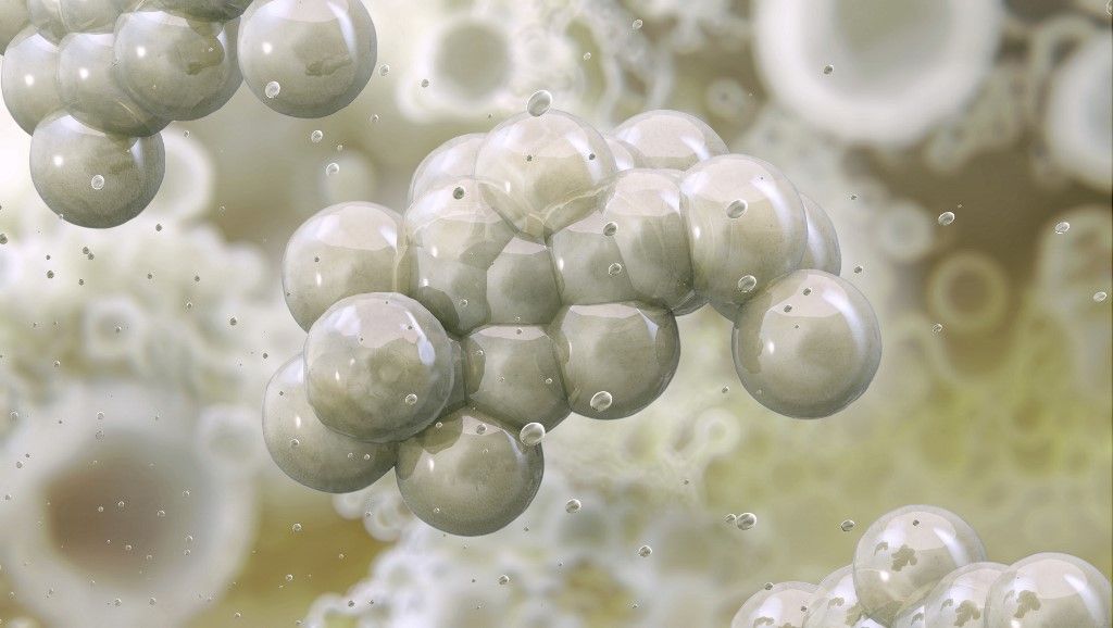A Deinococcus radiodurans a sugárálló baktériumok közé tartozik.