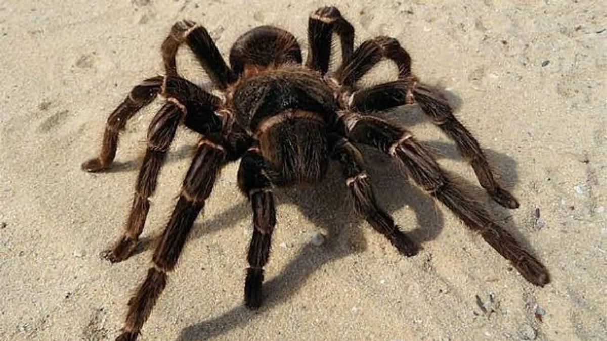 Pánik a repülőn: tarantula mart meg egy pilótát repülés közben