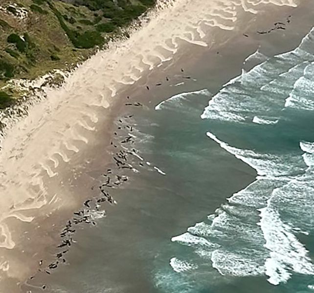 A 2025. február 18-án készült és a Tasmania Természeti Erőforrások és Környezetvédelmi Minisztériuma által február 19-én közzétett fotó a Tasmania nyugati partján, az Arthur folyó melletti tengerparton rekedt delfineket mutatja a légi felvételen