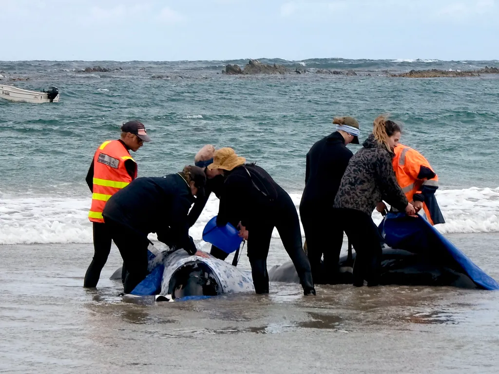 kis kardszárnyú delfin,  kiskardszárnyúdelfin, Ausztrália, partravetődöttkardszárnyúdelfin, delfin, 2025.02.19., 
