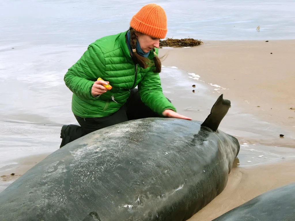 kis kardszárnyú delfin,  kiskardszárnyúdelfin, Ausztrália, partravetődöttkardszárnyúdelfin, delfin, 2025.02.19., 