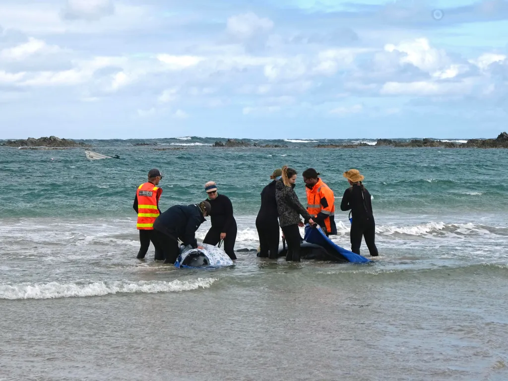 kis kardszárnyú delfin,  kiskardszárnyúdelfin, Ausztrália, partravetődöttkardszárnyúdelfin, delfin, 2025.02.19., 